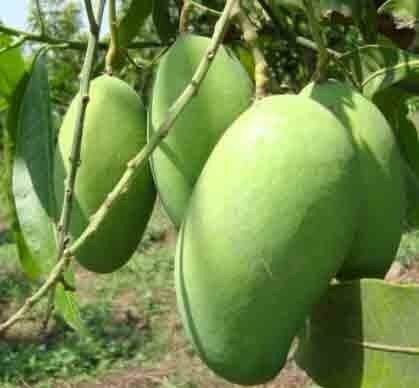best-mangoes-in-bihar
