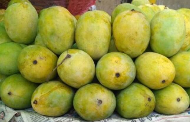 best-mangoes-of-bihar