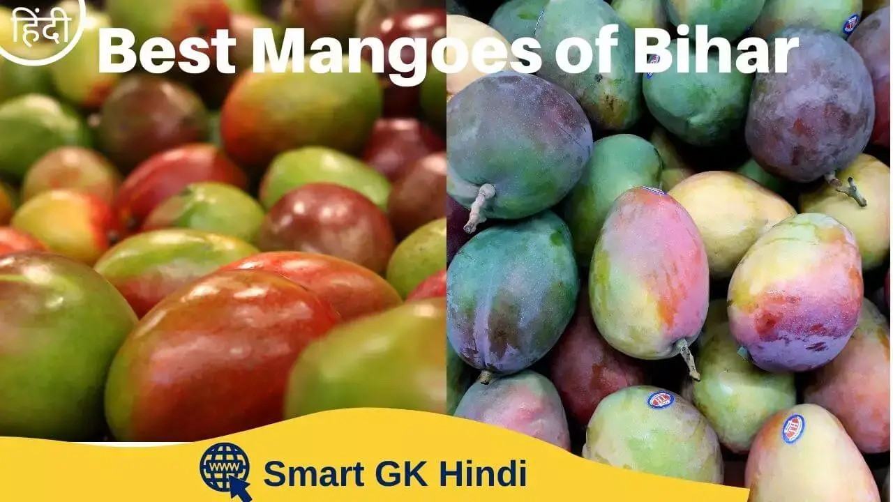 Best-Mangoes-of-Bihar