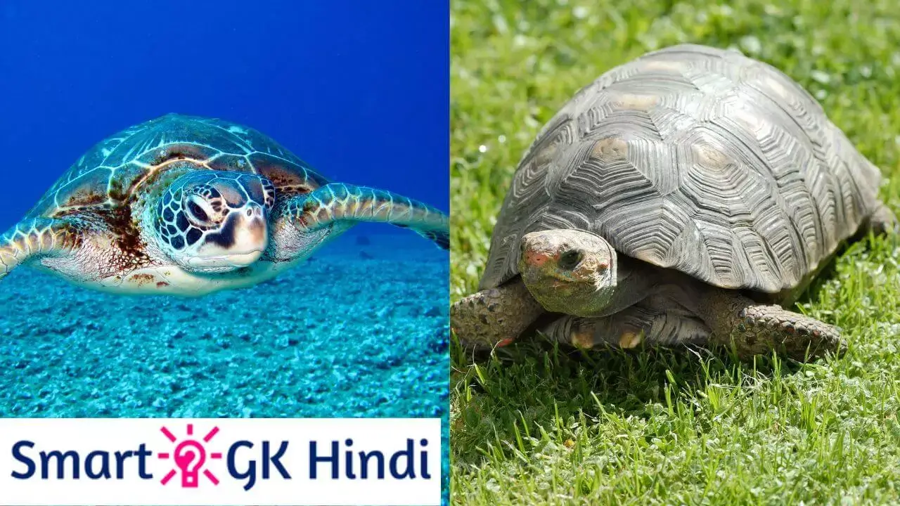 difference-between-turtle-and-tortoise